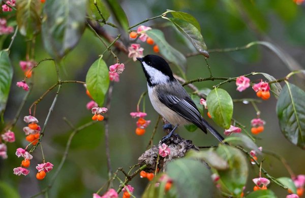 Quels sont les enjeux juridiques d'intégrer des clauses environnementales dans les contrats fournisseurs?